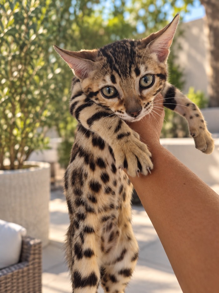 Donut spotted female Bengal kitten, The Acrobat