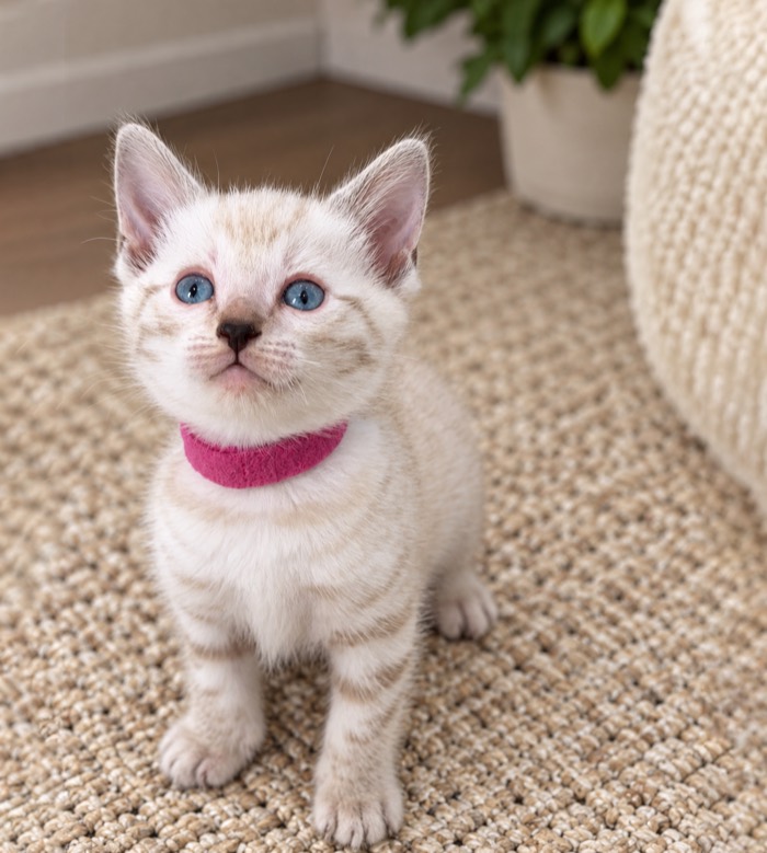 White Bengal kitten for sale with blue eyes and a dark pink collar, The Angel