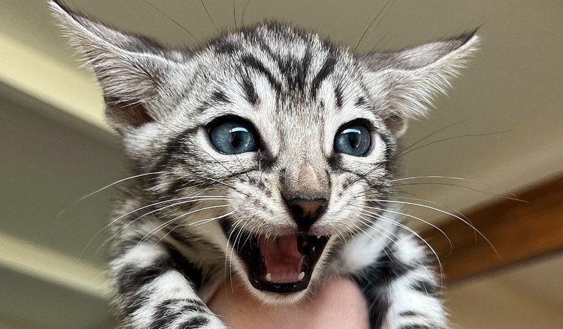 Bengal kitten