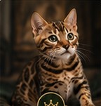 Bengal kitten