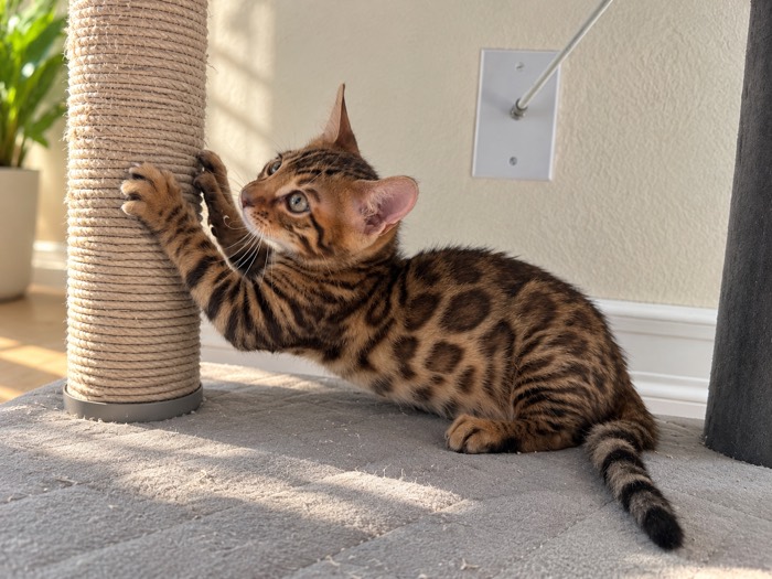 Rustic brown spotted male Bengal kitten for sale, The Trailblazer
