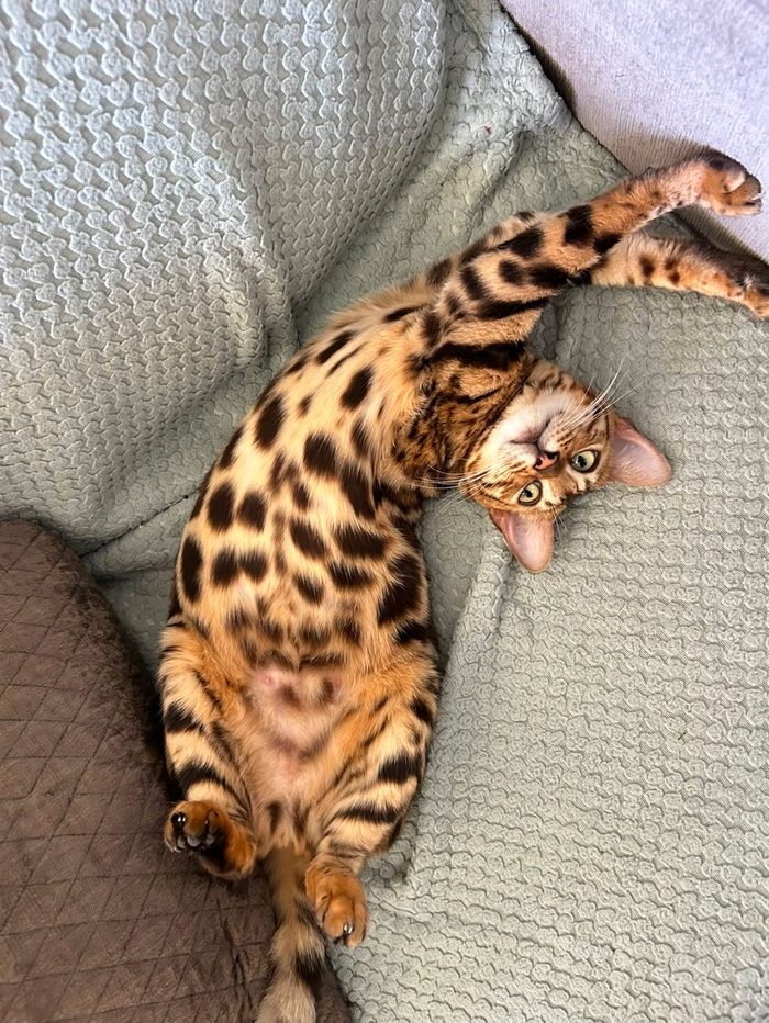 Bella, Bengal queen