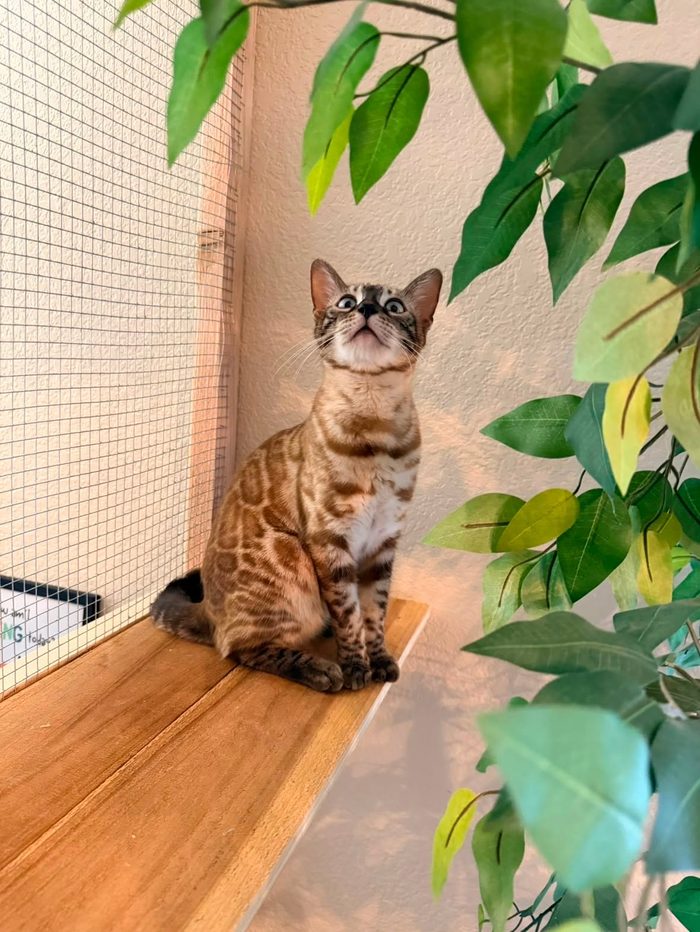 Precious, Bengal queen