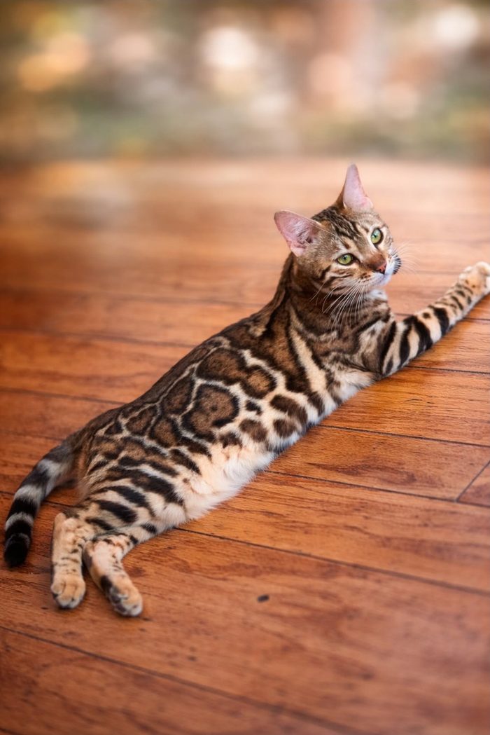 Reina, Bengal queen