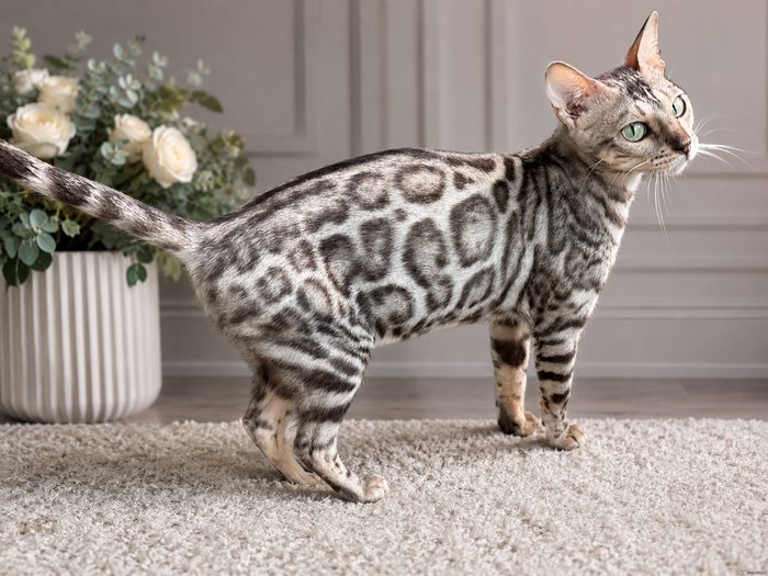 Zara, Bengal queen
