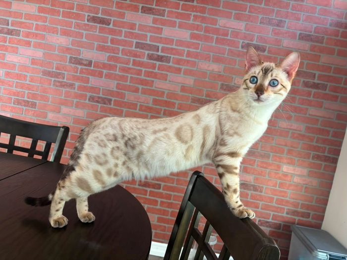 Benito, Bengal stud