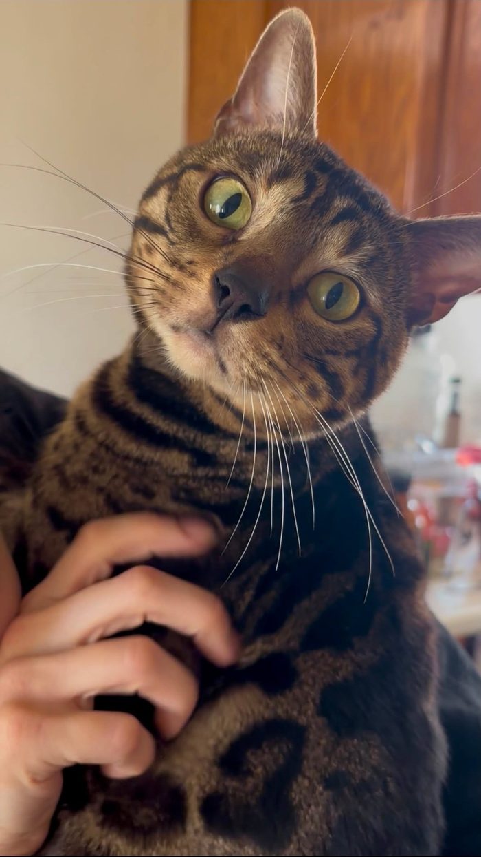 Taz, Bengal stud