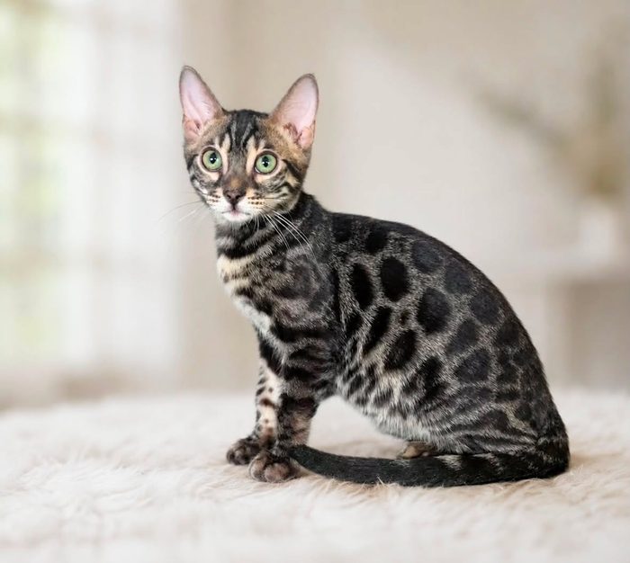 Zorro, Bengal stud